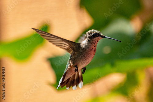 Ruby-Throated Hummingbird Feeding In Backyard