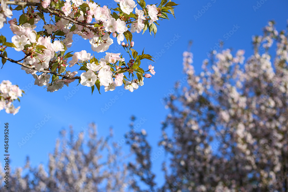 Beautiful white Cherry Blossom Sakura flowers blooming on a city park. Beautiful white Cherry Blossom Sakura flowers blooming on a city park.