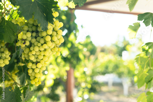 Beautiful ripe grapes on th...