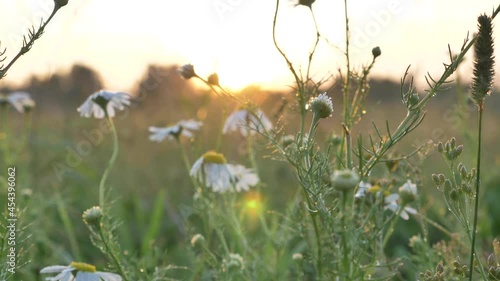 Long stems of camomiles with yellow middles grow among spicules and green grass at sunset back light in sunny summer close low angle shot photo