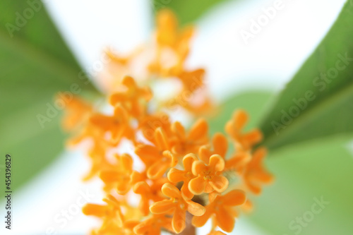 香りの金木犀の花