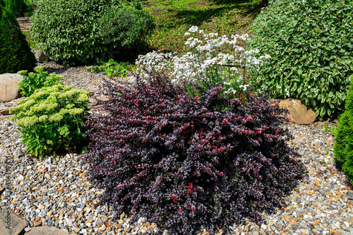 Pigmy bush of Berberis thunbergii Concorde - decorative plant for gardening and landscape design with purple and red leaves and berries. Ornamental dwarf plant in stone garden