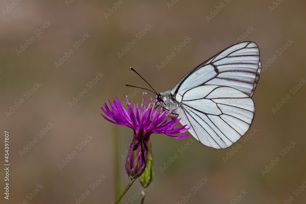 Fototapeta premium butterfly feeding on purple flower, Black-veined White - Aporia crataegi