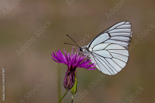 butterfly feeding on purple flower, Black-veined White - Aporia crataegi