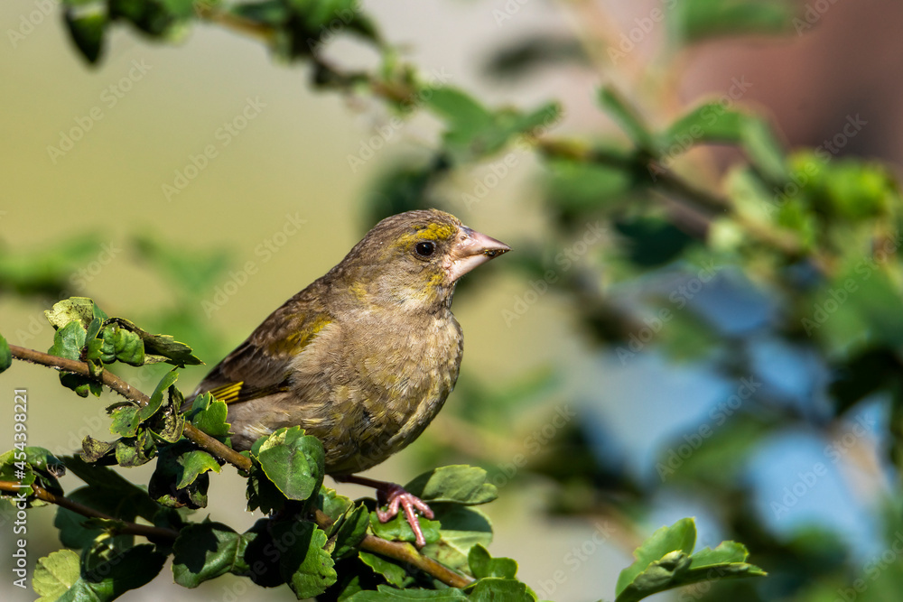 Dzwoniec jako przedstawiciel śpiewających ptaków zarówno w mieście jak