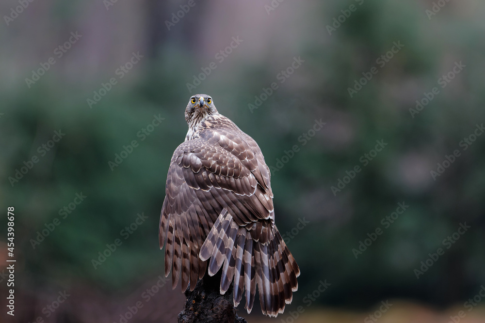 Fototapeta premium Northern goshawk (accipiter gentilis) searching for food in the forest of Noord Brabant in the Netherlands
