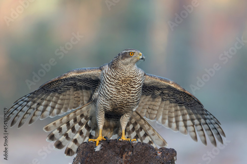 Northern goshawk (accipiter gentilis) searching for food in the forest of Noord Brabant in the Netherlands