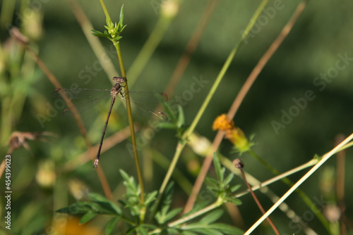 Beautiful dragonfly perched on a flower stem.