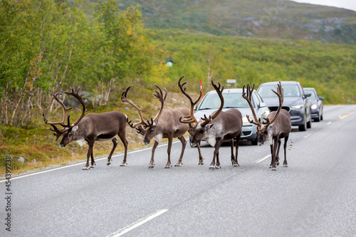 Herd of reindeers  Rangifer tarandus   walking on the street slowly  cars waiting for the animals to pass the road