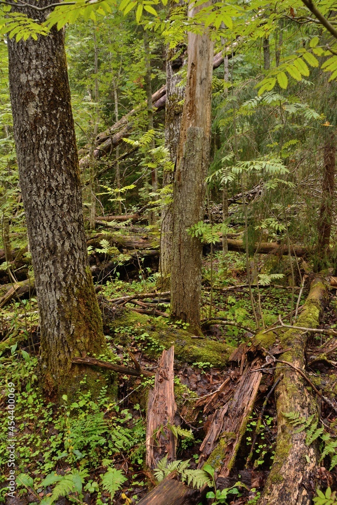 Old fallen trees in a deep dense forest