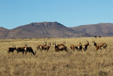 Mountain Zebra National Park, South Africa: herd of Blesbok at Rooiplaat