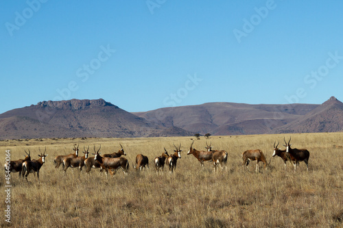 Mountain Zebra National Park, South Africa: herd of Blesbok at Rooiplaat © Peter