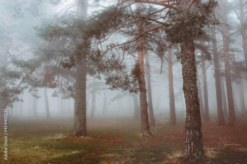 autumn scenery of a foggy forest
