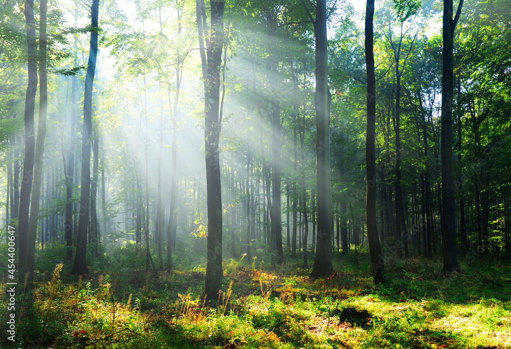 Obraz premium Beautiful morning in the forest