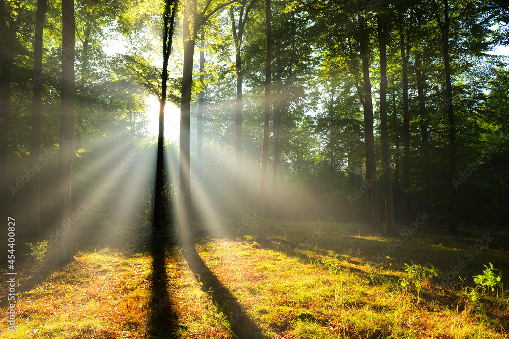 Fototapeta premium Beautiful morning in the forest