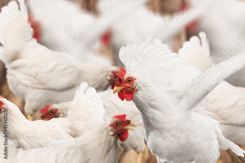 Fotografia Chicken.