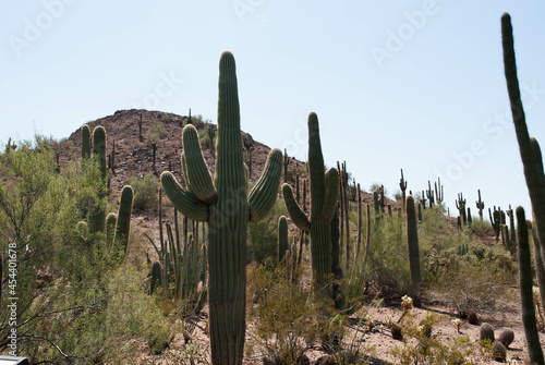 cati in desert