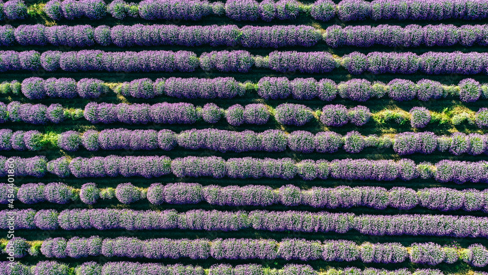 Lavender field photographed with drone from above horizontally