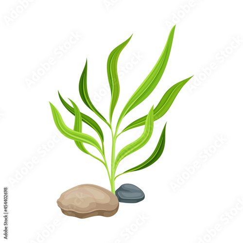 Sea Coral and Algae Growing on the Ocean Bottom and Stone Vector Composition