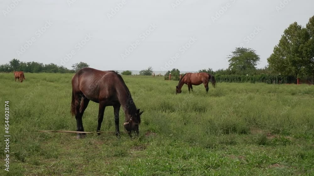 Several beautiful horses graze in a green meadow on a sunny day. Several beautiful horses graze in a green meadow on a sunny day.