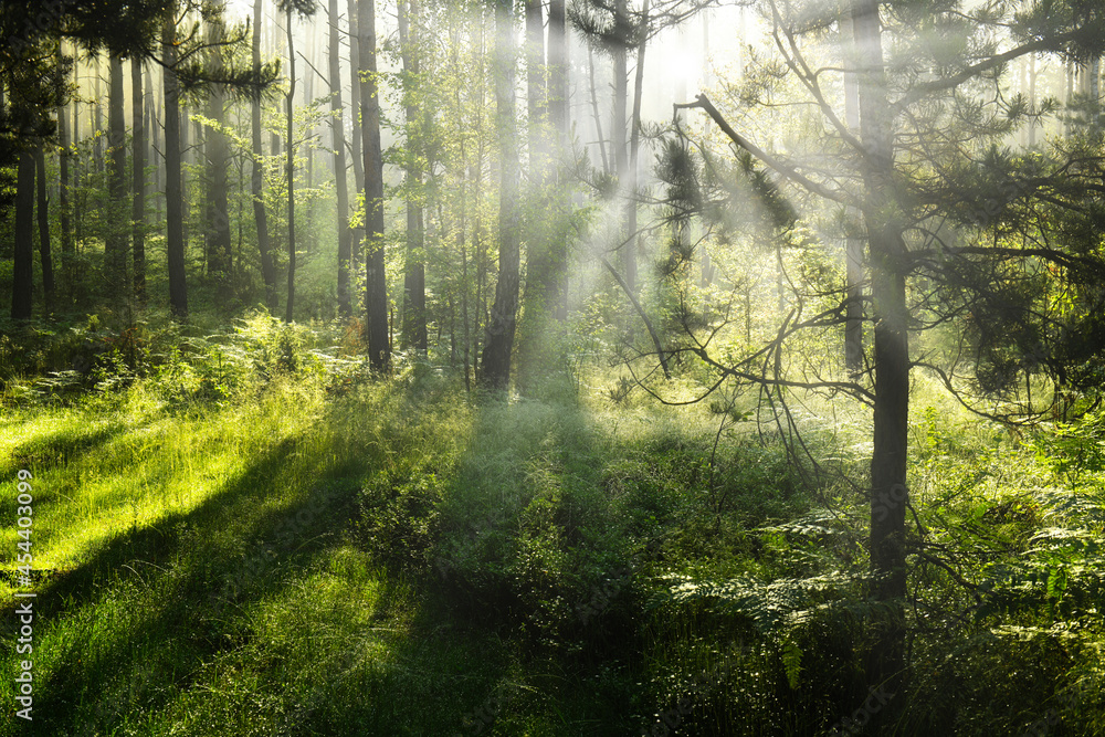 Fototapeta premium Beautiful morning in the forest