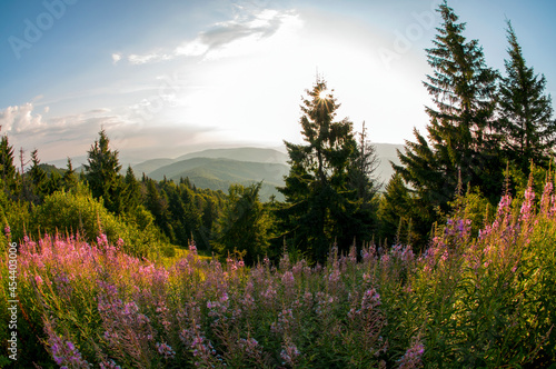 Panorama of Ivan tea flowers in the mountains, green trees and blue sky, sunny day. © mikhailgrytsiv