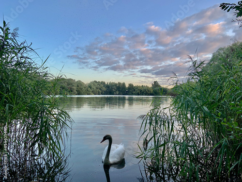 swan on the lake © marina
