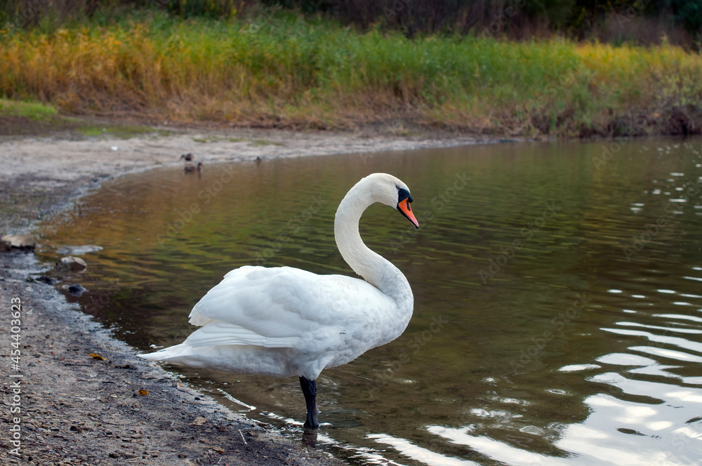 White swan onlake shore. Swan on beach. Swan on shore