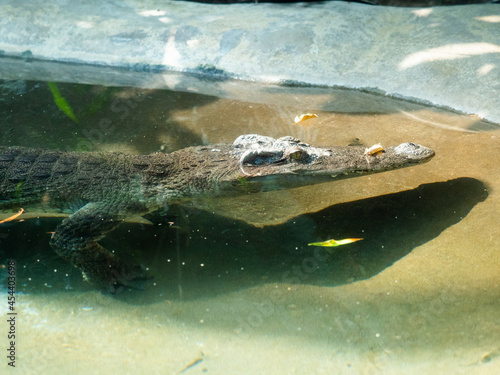Alligator swimming with eyes creeping out of the water.