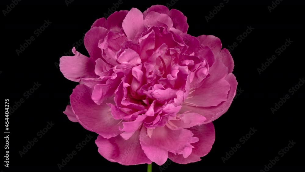 Timelapse of pink peony flower blooming on black background. Blooming peony flower close-up. Wedding backdrop, Valentine's Day concept. Mother's day, Holiday, Love, birthday Timelapse of pink peony flower blooming on black background. Blooming peony flower close-up. Wedding backdrop, Valentine's Day concept. Mother's day, Holiday, Love, birthday