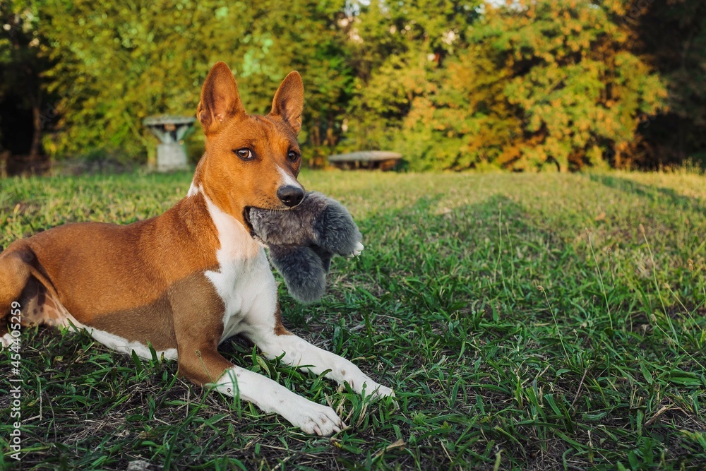 Dog basenji hold his toy lay on a grass in the park Dog basenji hold his toy lay on a grass in the park