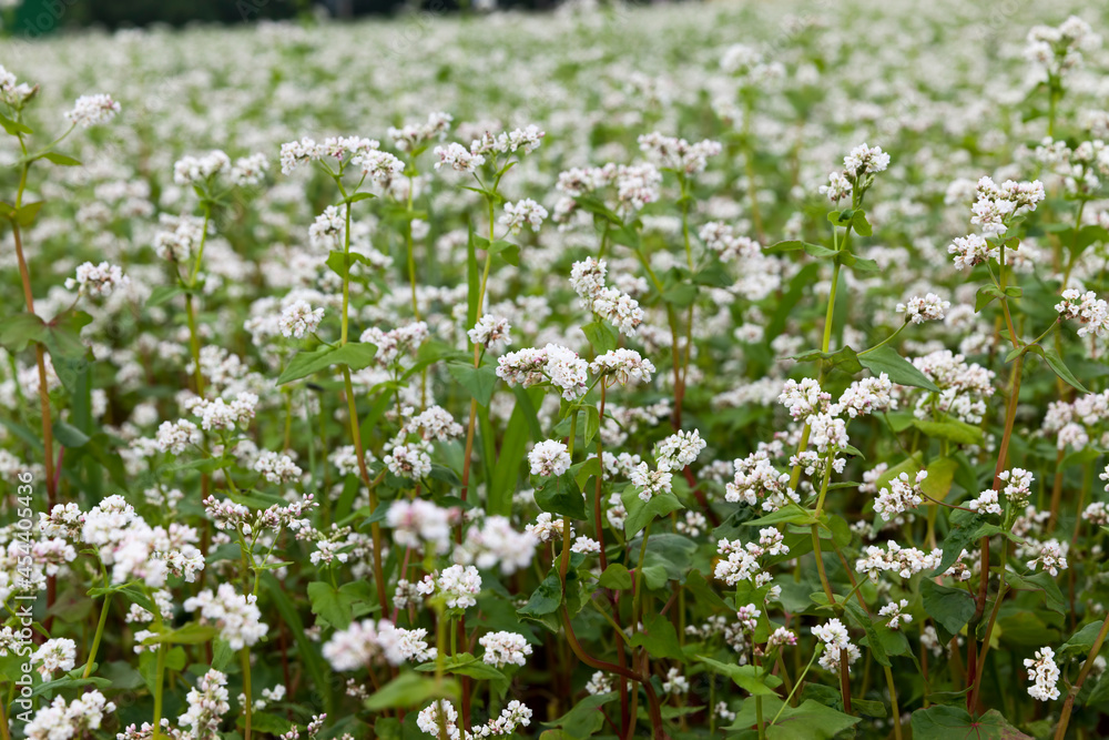 white buckwheat flowers during flowering