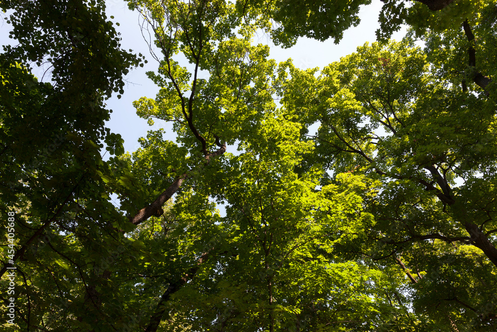 trees covered with green foliage in summer trees covered with green foliage in summer