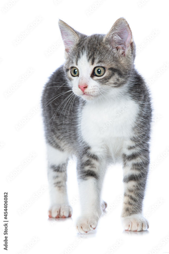 Cute tabby kitten isolated on white Cute tabby kitten isolated on white