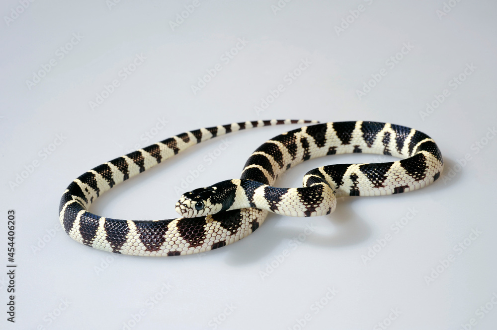 Naklejka premium California Kingsnake // Kalifornische Kettennatter (California Kingsnake , Lampropeltis getula californiae)
