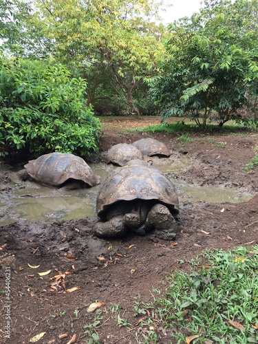 Galapagos tortoises