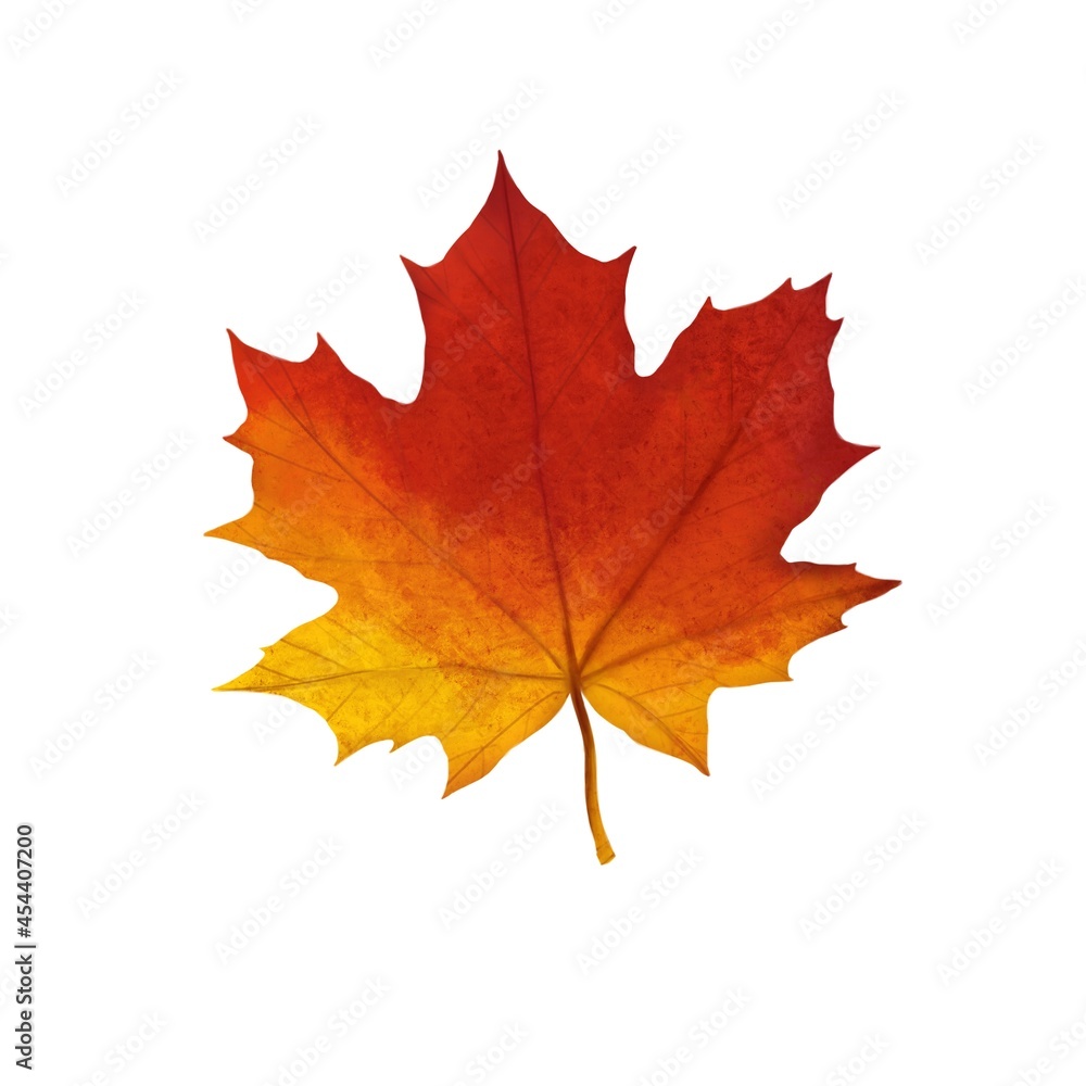 Autumn maple leaf of red-yellow color on a white background Autumn maple leaf of red-yellow color on a white background