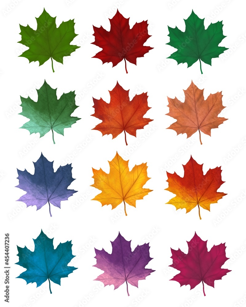 bright autumn maple leaves, twelve pieces on a white background, big collection bright autumn maple leaves, twelve pieces on a white background, big collection