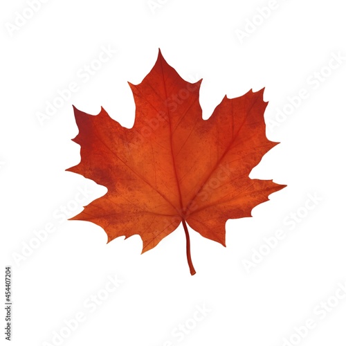 Autumn maple leaf of red color on a white background