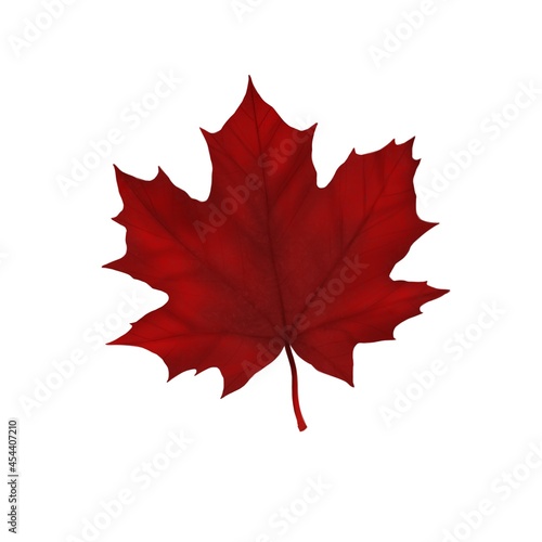 Autumn maple leaf in dark red on a white background