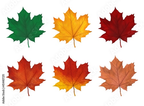 bright autumn maple leaves, six pieces on a white background, classic collection