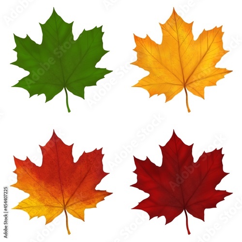 bright autumn maple leaves, four pieces on a white background, collection