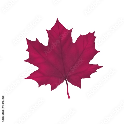 Autumn maple leaf in dark pink on a white background
