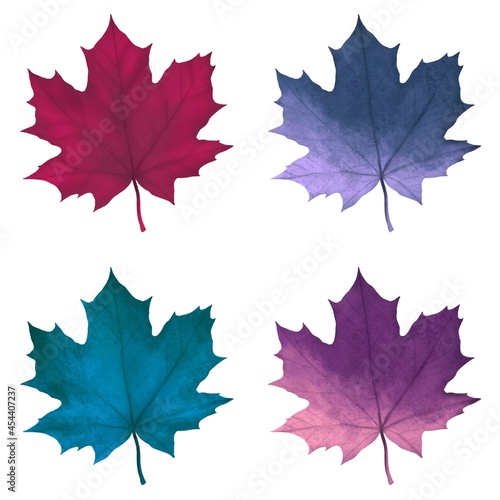 bright autumn maple leaves, four pieces on white background, magic collection