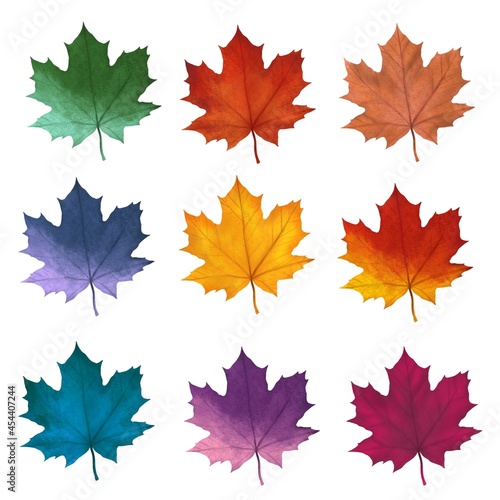 Bright autumn maple leaves, nine pieces on a white background