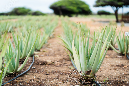 Aloe Field in the Aruba Aloe Factory photo
