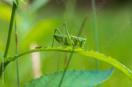 Green Grasshopper - Tettigonia viridissima sitting on a leaf of grass. The grasshopper has long tentacles. The background is blurred by the technique of photography.