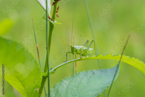 Wallpaper Mural Green Grasshopper - Tettigonia viridissima sitting on a leaf of grass. The grasshopper has long tentacles. The background is blurred by the technique of photography. Torontodigital.ca