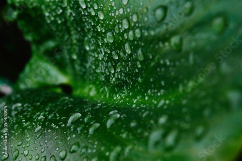 Gotas de lluvia sobre una hoja de cartucho. © jhandry