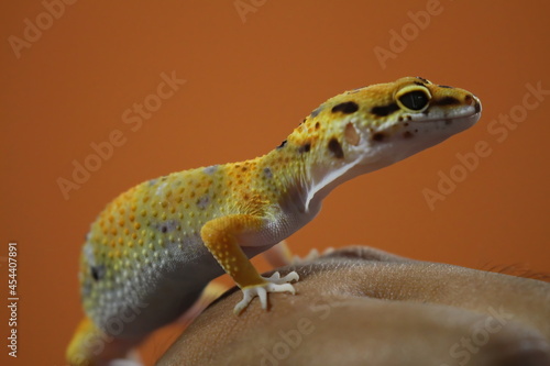 Beautiful Ornamental Gecko Gecko in Hand